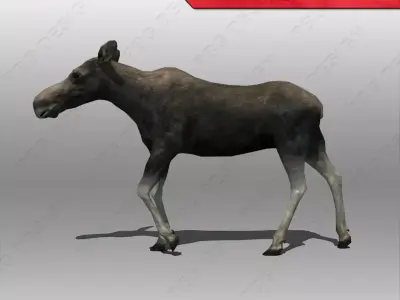 Moose Female Animated 3D model