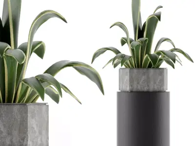 House Plant 26 3D model
