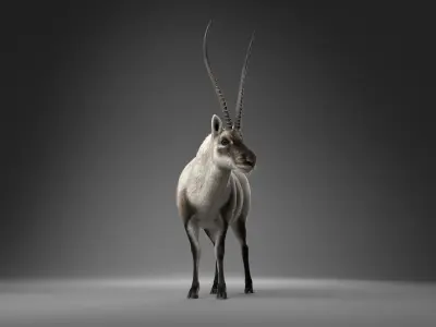 Tibetan Antelope Animation - VFX Grace 3D model