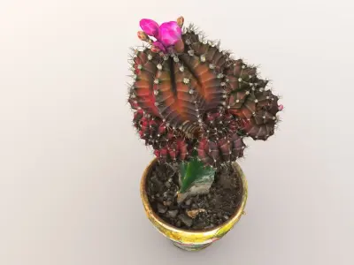 Little red cactus in a pod 3D model