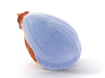 Elegant Seashell model pack Low-poly 3D model