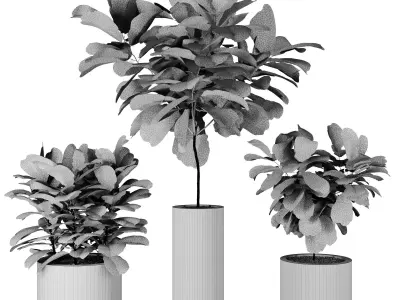 Ficus Indoor Plant in modern pot vol 01 3D model