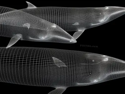 Minke Whales - 3 Poses - Balaenoptera Acutoro - Adult Males - 3D model