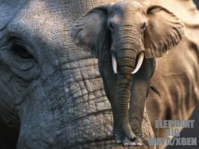 African Elephant XGEN CORE RIGGED 3D model
