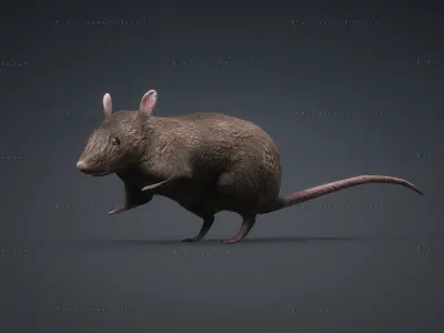 MOUSE GRAY RAT ANIMATED Low-poly 3D model