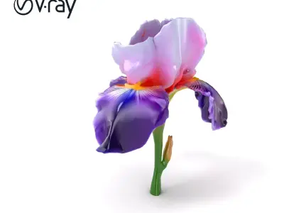 Double Iris Flower Layered Petals model pack Low-poly 3D model