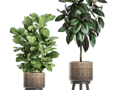 Plants in a flowerpots for the interior 861 3D model