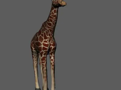 Zeraf giraffe Low-poly 3D model