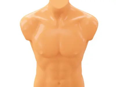 Mannequin male torso demonstration 3D model