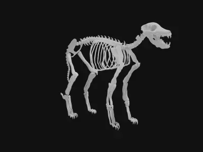 Jackal skeleton 3D model