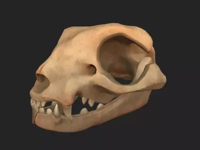Stylized Cat Skull  Low-poly 3D model