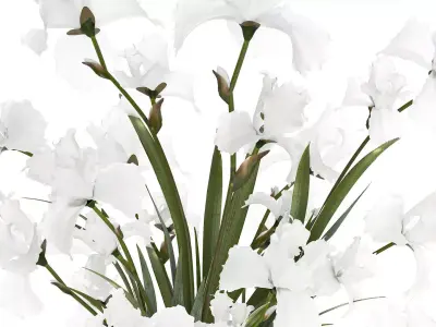 Beautiful realistic bouquet white flowers Iris vase decor 3D model