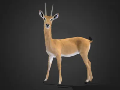 Oribi Antelope Realistic  3D model