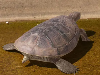 Turtle 3D model