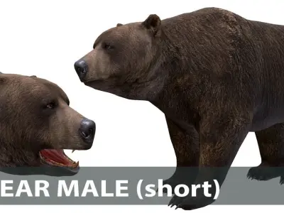 Bear Male 1 Low-poly 3D model