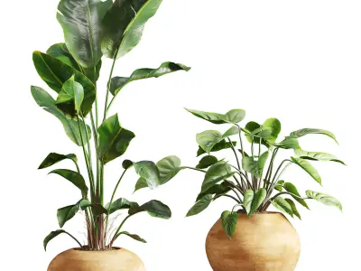 Faux Banana Syngonium in Terracotta Pots Low-poly 3D model