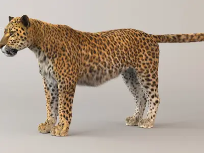 Leopard Fur model 3D model