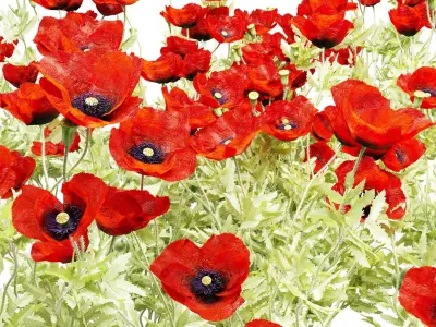 Field poppy 3D model