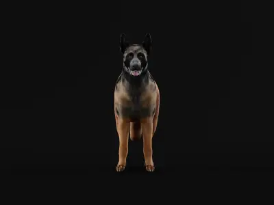 Belgian Shepherd Tervuren Dog Breed 3D model
