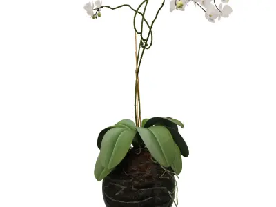 Orchid in a glass flowerpot 3D model