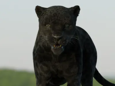 Panther 3D Blender I Animated 3D model