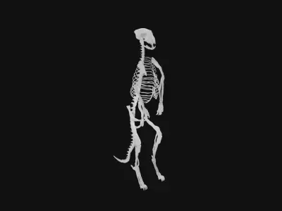 Meerkat skeleton 3D model