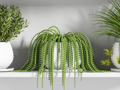 Indoor Plant Set 22 3D model