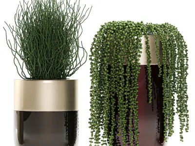 Houseplants in a luxury pot for the interior 706 3D model