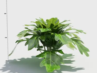 Philodendron plant in pot 3D model