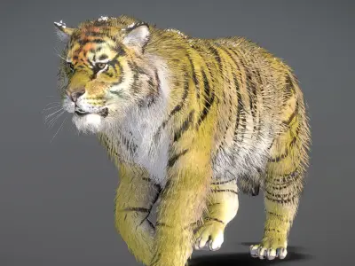  Siberian Tiger 3D model