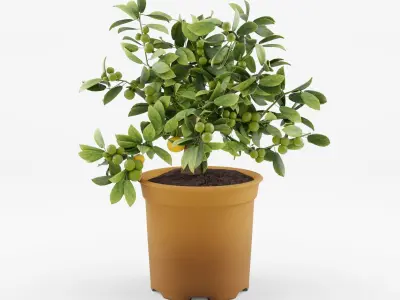 Citrus Calamondin Philippine Lime 3D Model Low-poly 3D model