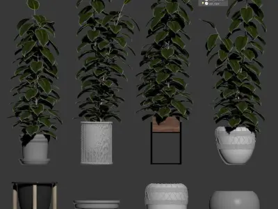 Ficuses in pots 3D model