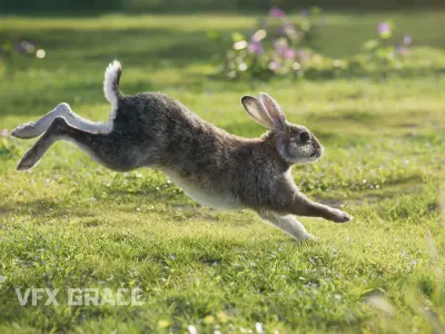 Japanese hare Animated VFX Grace 3D model