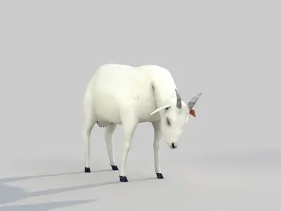 white goat two 3D model