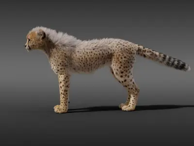 Cheetah Young Animated 3D model