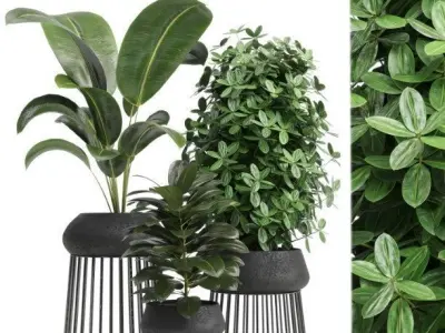 Indoor plant 17 Low-poly 3D model