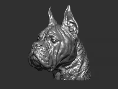 Deutscher Boxer head 3D print model