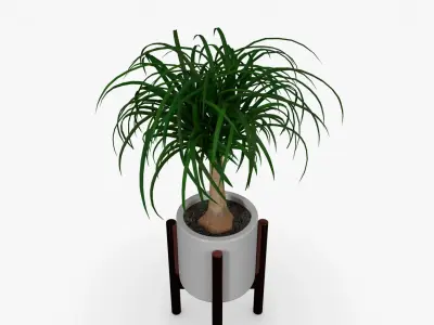 Beaucarnea Pot Low-poly 3D model