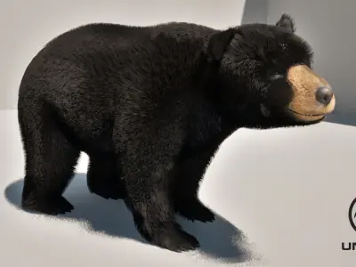 Black Bear Animated 3D model
