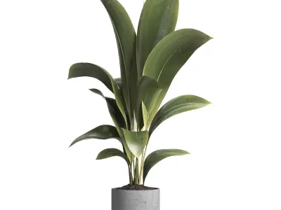 indoor plant 020 3D model