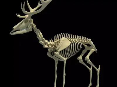Realistic Deer Skeleton 3D model