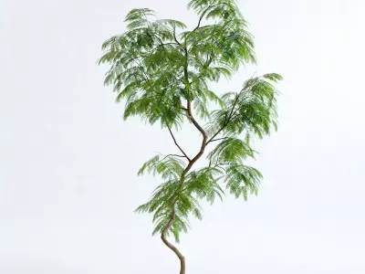 Everfresh Tree 2M - Cojoba arborea var angustifolia 3D model