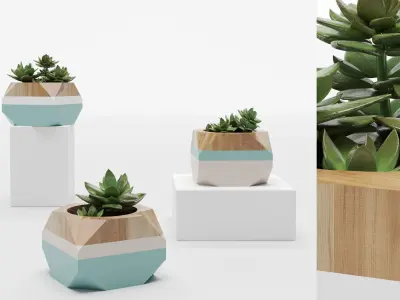 Collection plant 001