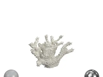 White Spike Coral 3D model