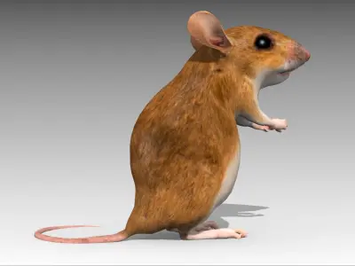 Mouse Low-poly 3D model
