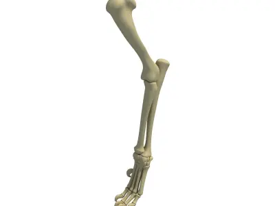 Lion Leg Skeleton 3D model