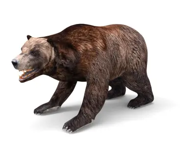 Bear Rigged 3D Models game ready low poly model Low-poly 3D model