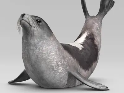 Harp Seal - Adult 3D model