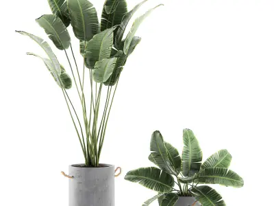 Decorative banana palms in flower pots for the interior 592 3D model