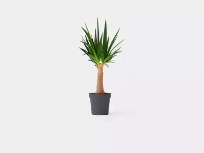 Yucca elephantipes Bottle Low-poly 3D model
